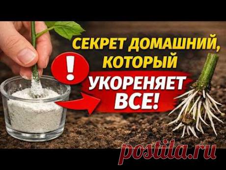 Производители укоренителей умоляют УДАЛИТЬ это видео! Узнайте секрет за КОПЕЙКИ