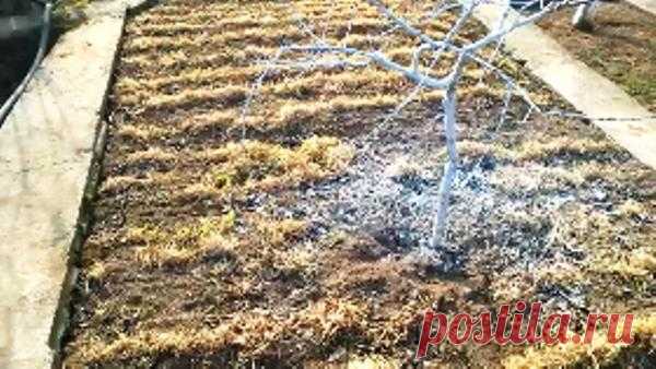 Какие сидераты сеять весной. Не копать/Органическое земледелие Весна в Крыму полным ходом. Это наши грядки после зимы. Осенью под зиму был посажен овес. Весной, как только подсохла земля, мы снова сеем сидераты.грядки после зимыОвес был посажен рядочками, чтобы в…