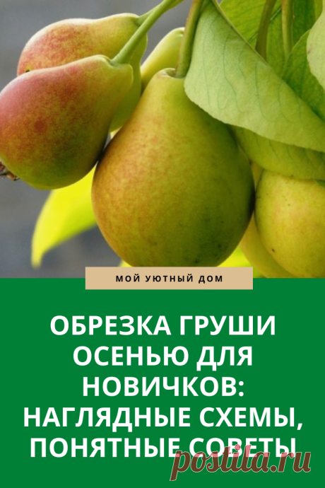 Способы как обрезать грушу осенью