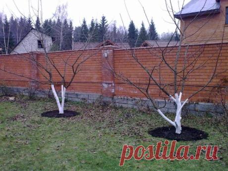 Обрезка сливы и формирование кроны
