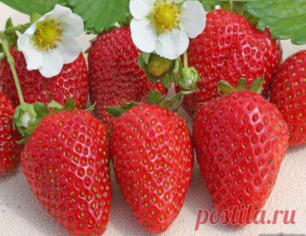 Письмо «сообщение хельга_оля : КАЛЕНДАРЬ УХОДА ЗА КЛУБНИКОЙ С ВЕСНЫ ДО ОСЕНИ (15:52 01-02-2017) [5861588/407576021]» — хельга_оля — Яндекс.Почта