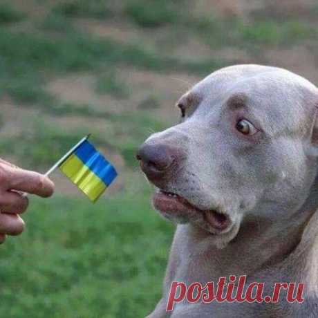 Боже, Дмовский был пророком