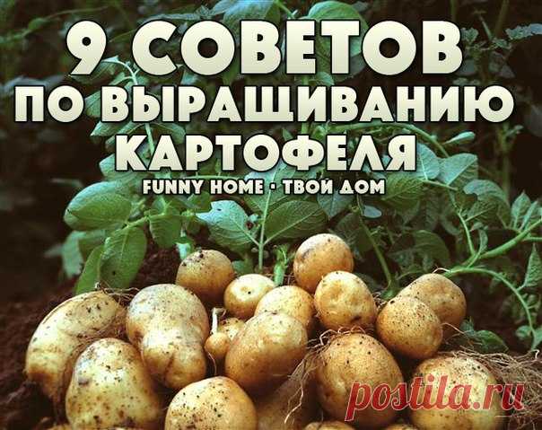 9 советов по выращиванию картофеля