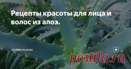 Рецепты красоты для лица и волос из алоэ. Алоэ - уникальное целебное растение, которое многие выращивают дома. Сок из листьев алоэ можно использовать в рецептах красоты для лица и волос.