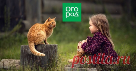 Что делать с пнями на участке? 8 альтернатив корчеванию Во время весенних работ в саду вам пришлось спилить несколько старых, гнилых или потенциально опасных деревьев. Что можно сделать с оставшимися от них пнями, если сил на корчевание нет или по каким-то причинам вы не планируете заниматься этим в ближайшее время?