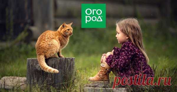 Что делать с пнями на участке? 8 альтернатив корчеванию Во время весенних работ в саду вам пришлось спилить несколько старых, гнилых или потенциально опасных деревьев. Что можно сделать с оставшимися от них пнями, если сил на корчевание нет или по каким-то причинам вы не планируете заниматься этим в ближайшее время?