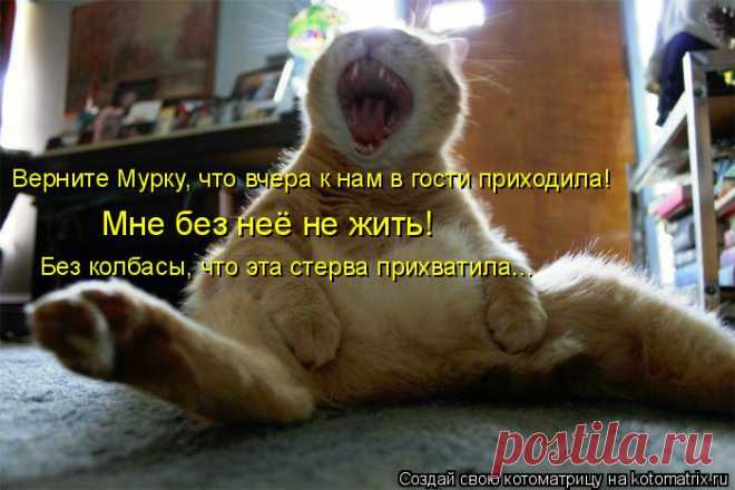 Котовасия