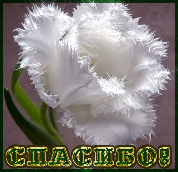 Целительные шаманские ритмы-Drum Medicine.