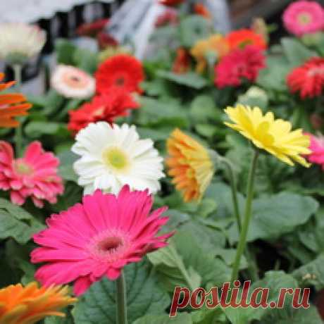 Декоративно-цветущие растения
