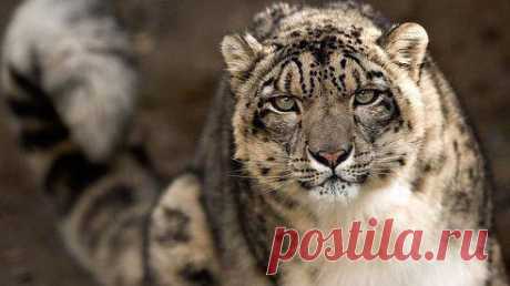 Снежный барс может совершать прыжки до 6 метров в длину и 2,5-3 метров в высоту. Он без страха ходит по скальным карнизам над пропастью и со снайперской точностью нападает на свою добычу.