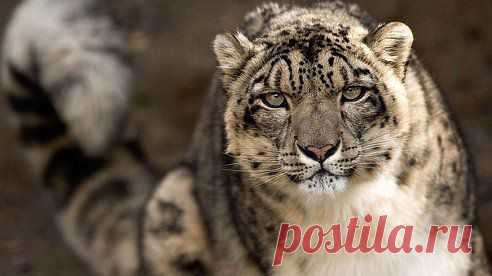 Снежный барс может совершать прыжки до 6 метров в длину и 2,5-3 метров в высоту. Он без страха ходит по скальным карнизам над пропастью и со снайперской точностью нападает на свою добычу.