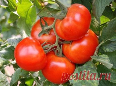 Кефир и сыворотка - помощники в огороде!

Кефир и другие кисломолочные продукты применяются, как правило, в целях профилактики и борьбы с патогенными грибковыми заболеваниями. Молочнокислые бактерии и грибки подавляют конкурентов, а сами вреда растениям не наносят. Кефиром опрыскивают листья огурцов, чтобы остановить их пожелтение. Для этого два литра кефира разводят в ведре воды. 

Для профилактики фитофторы можно опрыскать рассаду томатов следующим раствором: 
пол-литра ...