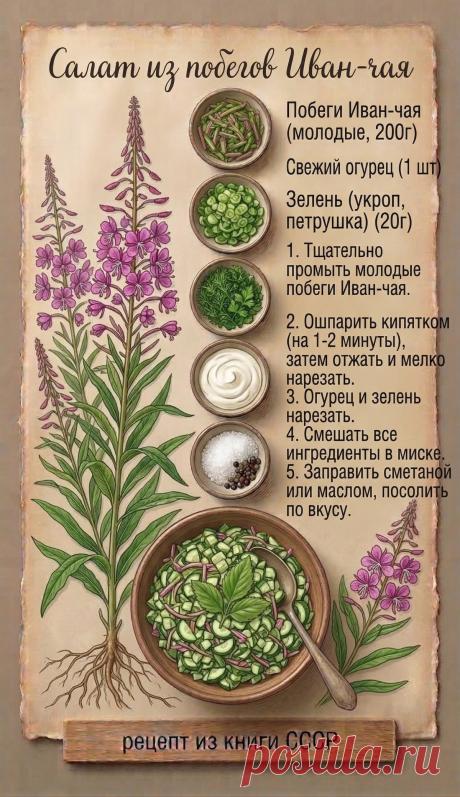 Салат из побегов иван-чая