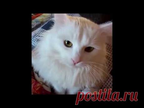 Кот ругается на хозяйку