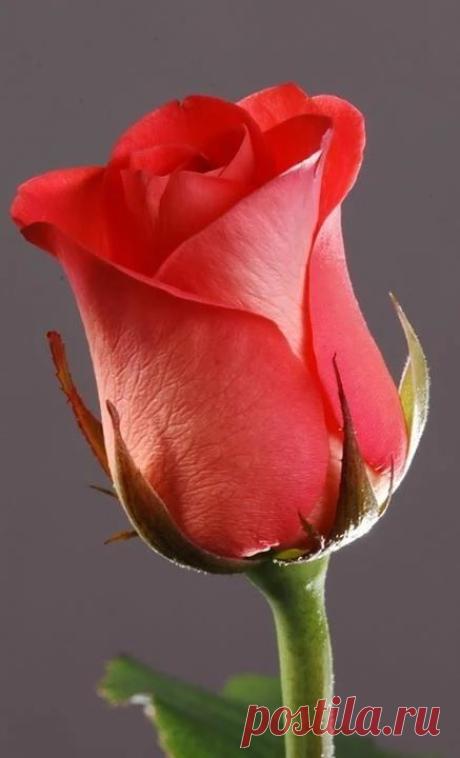 (6) Pinterest