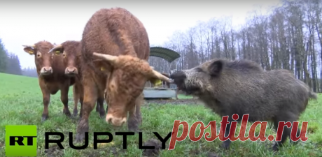 В Германии в окрестностях Гамбурга кабан по кличке Банан поселился на ферме среди коров. Дикое животное живет в стаде уже больше двух месяцев. За это время он стал местной знаменитостью и теперь может не опасаться встречи с охотниками.