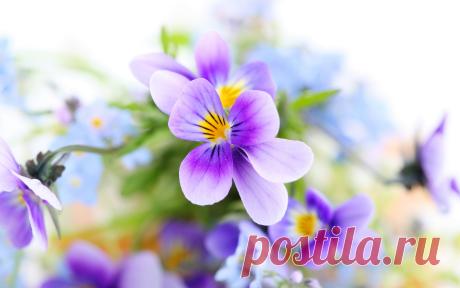 Фиалки обои на рабочий стол