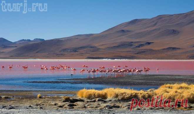 Боливия: Лагуна Колорадо - марсианские пейзажи с фламинго (32 фото).