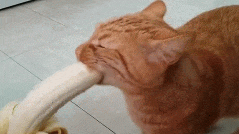 живая фотка | Записи с меткой живая фотка | Дневник Krasyna (Larisa--Klara)