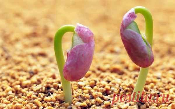 Семянотерапия.