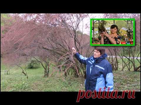 ПРОГУЛКА по БОТСАДУ. ТАМАРИКС (Гребенщик). Условия выращивания и особенности размножения.