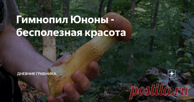 Гимнопил Юноны - бесполезная красота Гимнопилус прекрасный (Gymnopilus junonius), видный, великолепный, красивый и огневка яркая - это названия одного гриба.  В осеннем лесу издали видны красивые сросшиеся в большие колонии ярко-желтые грибы. Они достигают внушительных размеров - Гимнопил Юноны входит в семейство Гименогастровые и считается не ядовитым, но несъедобным из-за сильной горечи грибом. Вообще съедобных грибов в этом семействе не существует. Распространен по всей...