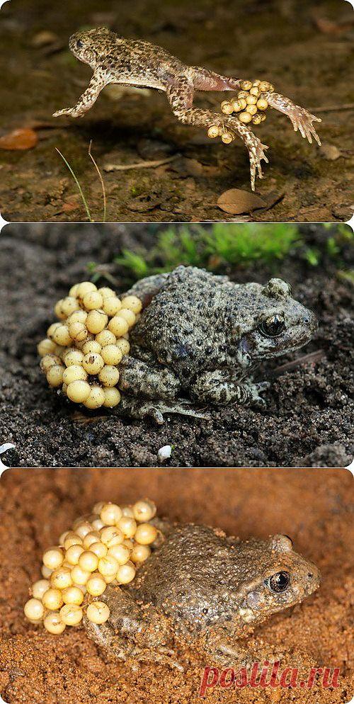 Жабы-повитухи (лат. Alytes obstetricans)