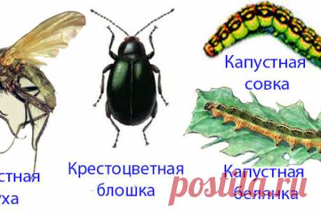 Как избавиться от гусениц на капусте народными средствами