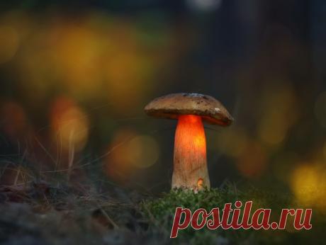 35PHOTO - Александр Гвоздь - У леса на опушке