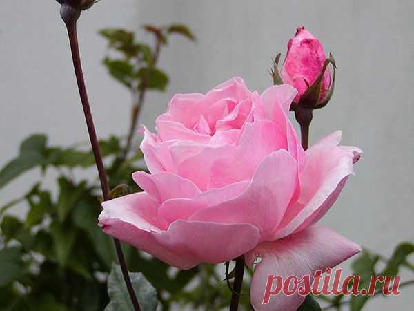 Queen Elizabeth