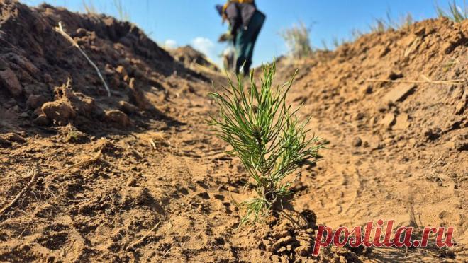 Акция "Сохраним лес" охватила все 89 регионов РФ. Акция "Сохраним лес" охватила все 89 регионов России, сообщили организаторы. Знаковый рубеж седьмого сезона экологеческой инициативы был пройден в Севастополе, где состоялось центральное мероприятие акции. "Севастополь стал ...