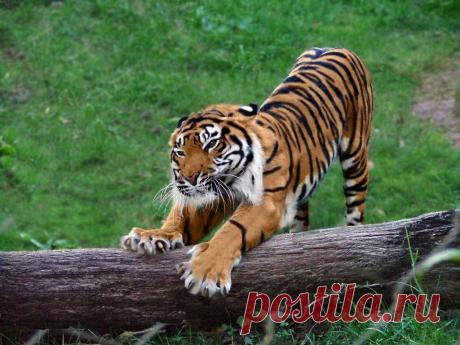 (55) Одноклассники