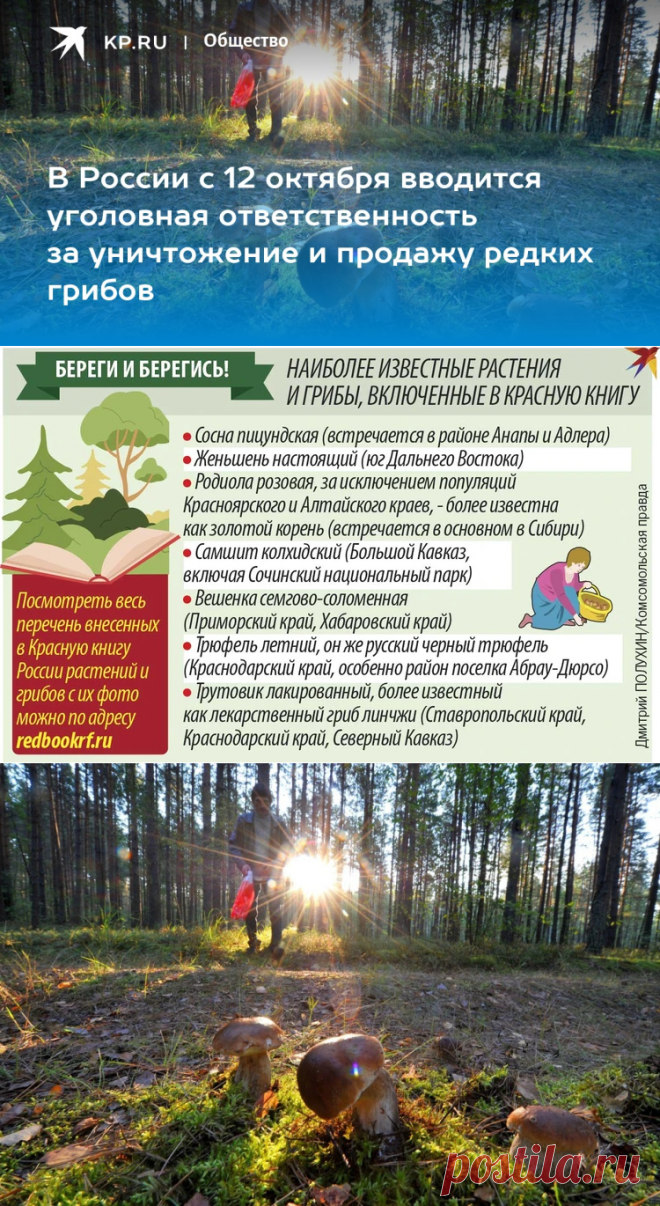 С 12 октября в РФ вводится уголовная ответственность за уничтожение и продажу редких грибов - KP.RU