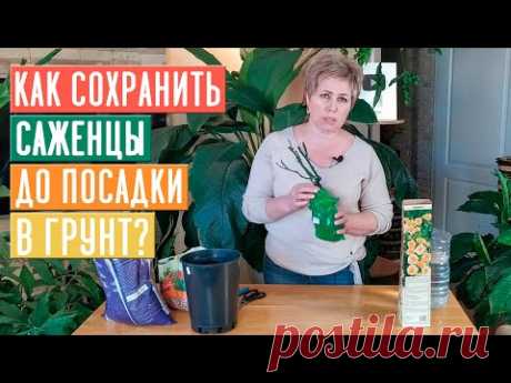 СЕЗОН 2020: РАННЯЯ ПОКУПКА САЖЕНЦЕВ РОЗ! На что обратить внимание? ПРАВИЛЬНОЕ ХРАНЕНИЕ / Садовый гид