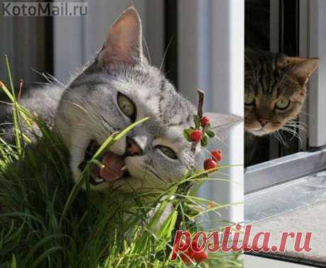 ЕЩЁ КОТЭ | KotoMail.ru