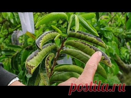 guanabana hongo devastador Micosphaerella (sigatoka negra)