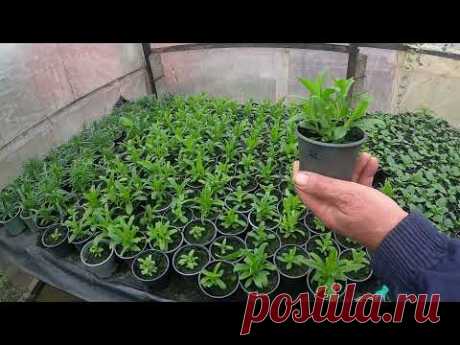 О гвоздике турецкой - это важно знать !!! Советы агронома.