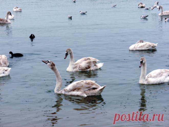 Лебеди Феодосии