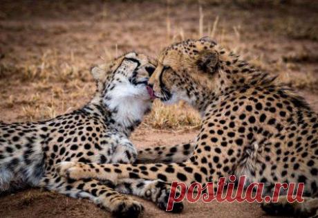 Красавчики!