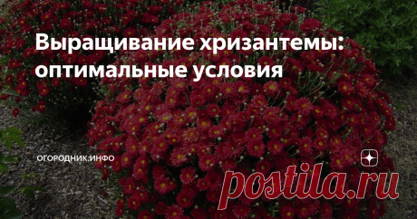 Выращивание хризантемы: оптимальные условия Хризантема – любимица многих владельцев участков, поскольку ее цветение наступает тогда, когда природа уходит на покой до весны. Но хризантему нужно уметь выращивать. Давайте об этом поговорим.