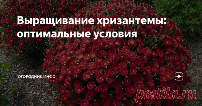 Выращивание хризантемы: оптимальные условия Хризантема – любимица многих владельцев участков, поскольку ее цветение наступает тогда, когда природа уходит на покой до весны. Но хризантему нужно уметь выращивать. Давайте об этом поговорим.