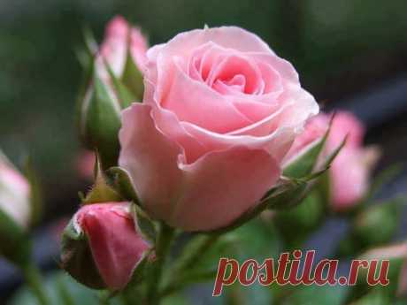 Tender pink rose