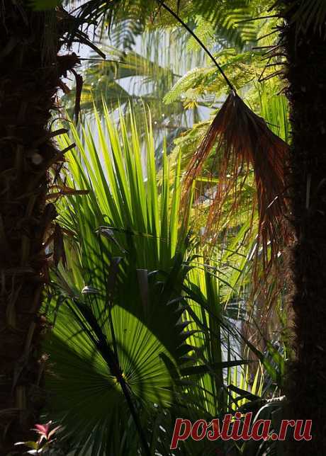 РАЙСКИЙ САД В ПОСЕЛЕНИИ ЭЙН-ГЕДИ 1 часть.