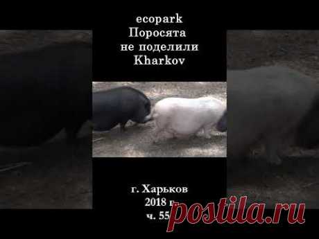 █ ЭкоПарк Харьков ч.55 / Поросята не поделили / 2018 г. #shorts