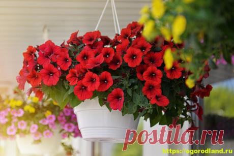 Петуния на балконе. Как подобрать сорт. Уход за петунией