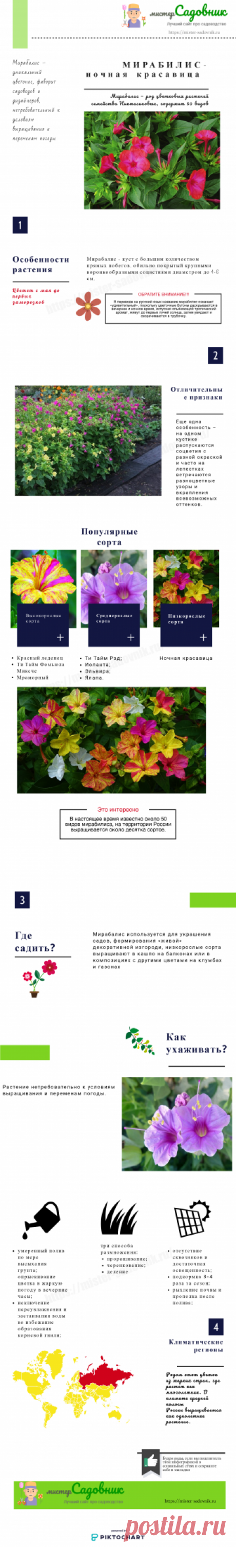 Мираблис или ночная красавица - особенности выращивания цветка