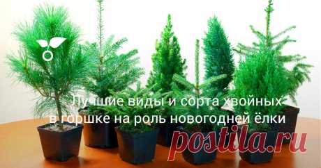 ХВОЙНЫЕ ДЕРЕВЬЯ- Как правильно выбрать саженец и сохранить ёлочку в квартире до весны.