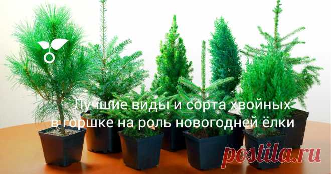 Многие намеренно приобретают хвойные деревья, чтобы не только порадовать себя в Новый год, но и обзавестись новым обитателем сада. В этой статье расскажу о том, как правильно выбрать саженец и сохранить ёлочку в квартире до весны.