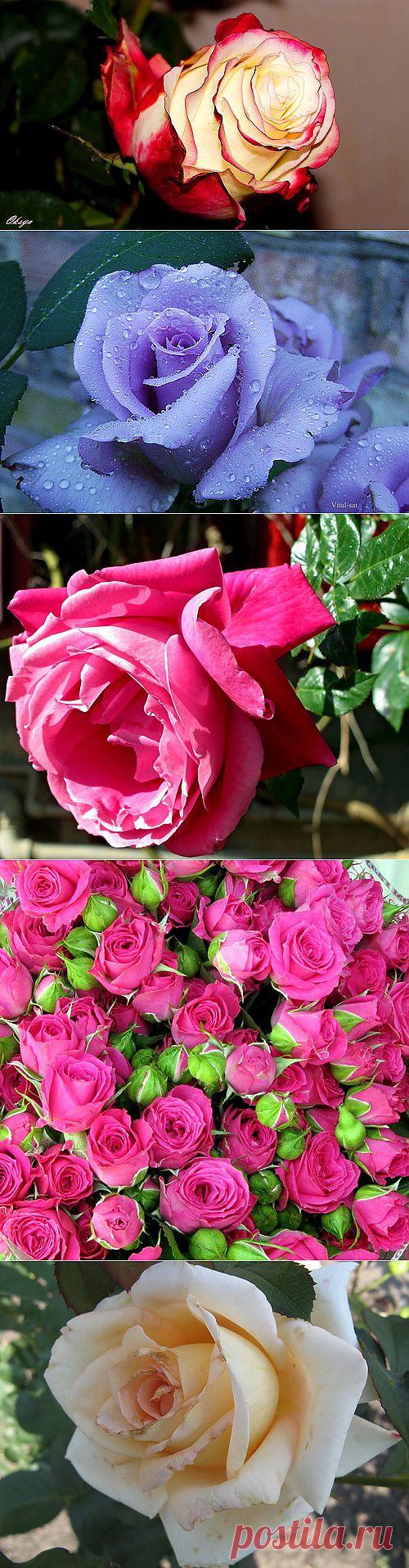 РОЗЫ МИРА — я.ру