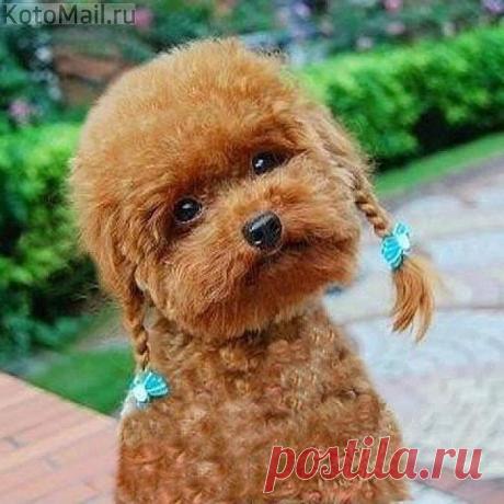 ДЕВОЧКА-ПРИПЕВОЧКА